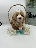 Banks, a male Bichpoo for sale in Wyandotte, OK – Photo 2 of 3