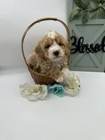 Banks, a male Bichpoo for sale in Wyandotte, OK – Photo 3 of 3