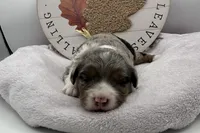 Bubbles , a female Miniature Aussiedoodle for sale in Wyandotte, OK – 3 of 3