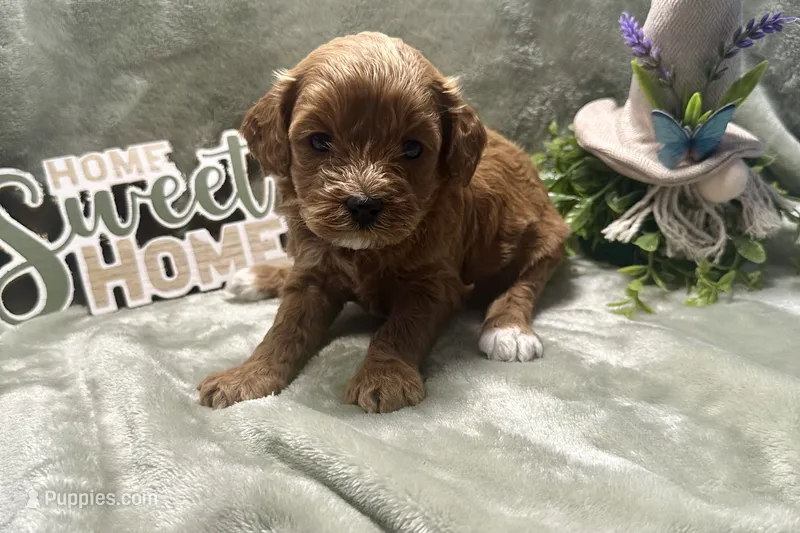 Hazel  – Cavapoo puppy for sale in Wyandotte, OK