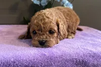 Parker , a male Cavapoo for sale in Wyandotte, OK – 3 of 3