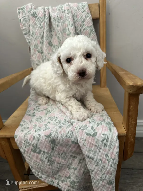 Duke – Maltipoo puppy for sale in Wyandotte, OK