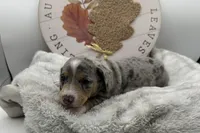 Honey , a female Miniature Dachshund for sale in Wyandotte, OK – 3 of 3