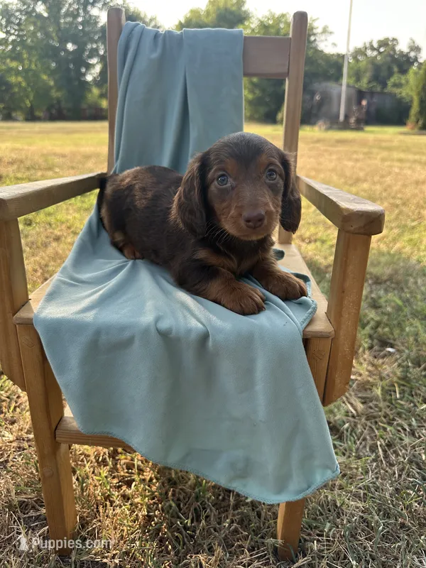 Rainy – Miniature Dachshund puppy for sale in Wyandotte, OK