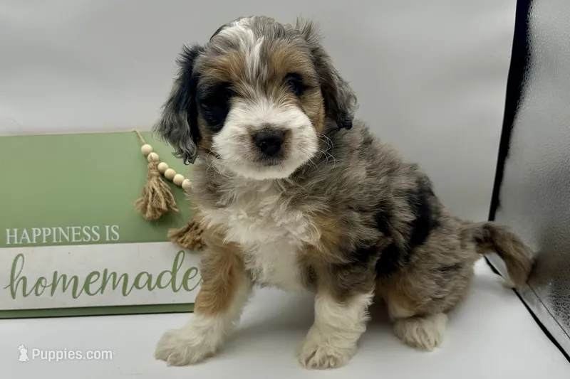 Dexter  – Aussiedoodle puppy for sale in Wyandotte, OK