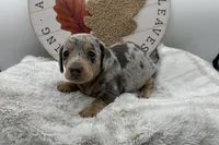 Luna , a female Miniature Dachshund for sale in Wyandotte, OK – 1 of 3