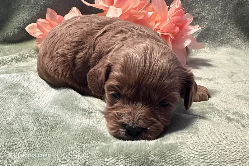 Hazel  – Cavapoo puppy for sale in Wyandotte, OK
