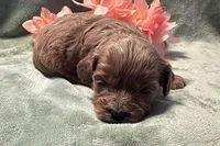 Hazel , a female Cavapoo for sale in Wyandotte, OK – 1 of 3