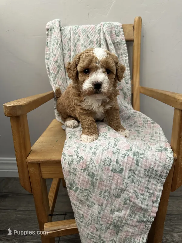 Wes – Maltipoo puppy for sale in Wyandotte, OK