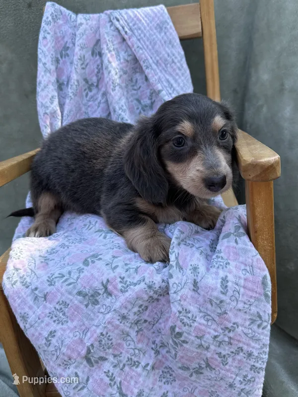 Sophie  – Miniature Dachshund puppy for sale in Wyandotte, OK