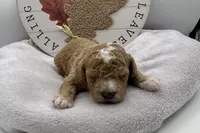 Duke , a male Bichpoo for sale in Wyandotte, OK – 2 of 3