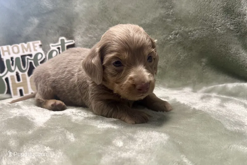 Archer  – Miniature Dachshund puppy for sale in Wyandotte, OK