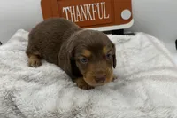 Howie , a male Miniature Dachshund for sale in Wyandotte, OK – 2 of 3