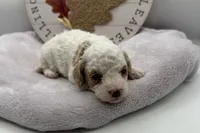 Harper, a female Bichpoo for sale in Wyandotte, OK – 2 of 3
