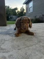 Sammi, a female Miniature Dachshund for sale in Wyandotte, OK – 4 of 4