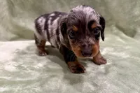 Prince , a male Miniature Dachshund for sale in Wyandotte, OK – 3 of 3