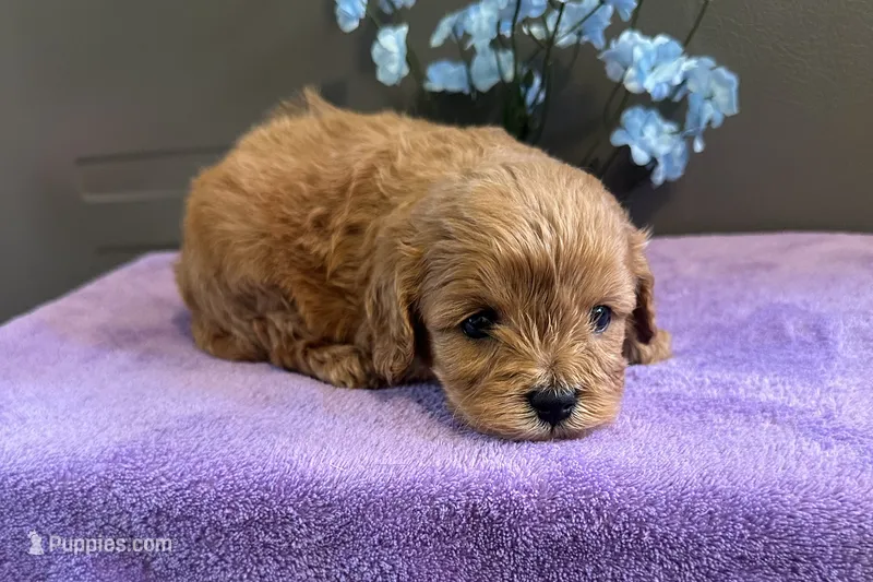 Benny – Cavapoo puppy for sale in Wyandotte, OK