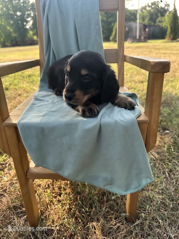 Tito  – Miniature Dachshund puppy for sale in Wyandotte, OK