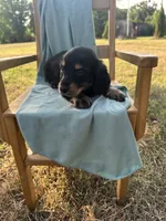 Tito , a male Miniature Dachshund for sale in Wyandotte, OK – 1 of 3