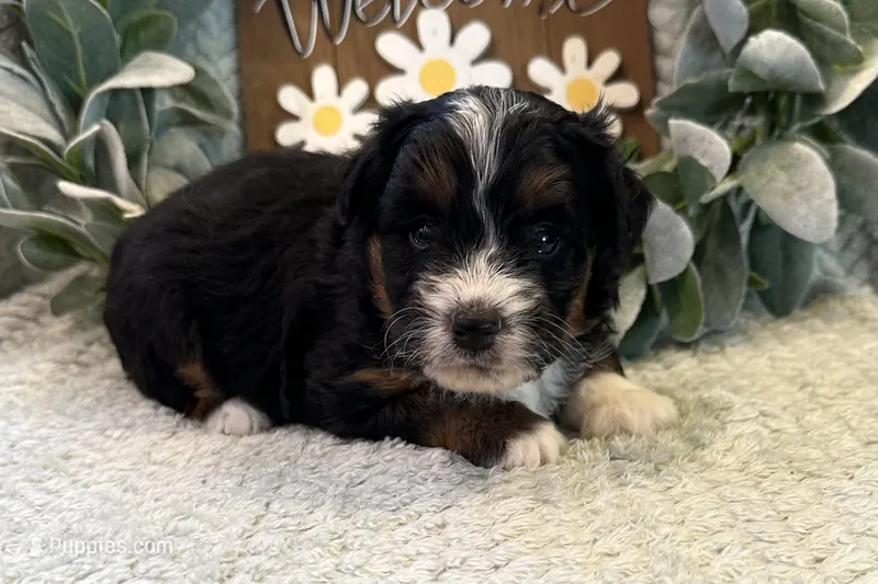 Duke  – Aussiedoodle puppy for sale in Wyandotte, OK