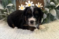 Duke , a male Aussiedoodle for sale in Wyandotte, OK – Photo 1 of 3