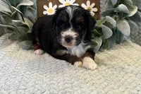Duke , a male Aussiedoodle for sale in Wyandotte, OK – Photo 3 of 3