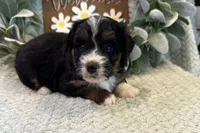 Duke , a male Aussiedoodle for sale in Wyandotte, OK – Photo 2 of 3