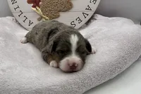 Lila , a female Miniature Aussiedoodle for sale in Wyandotte, OK – 3 of 3