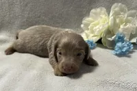 Artie , a male Miniature Dachshund for sale in Wyandotte, OK – 3 of 3