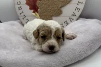 Sue, a female Bichpoo for sale in Wyandotte, OK – 3 of 3