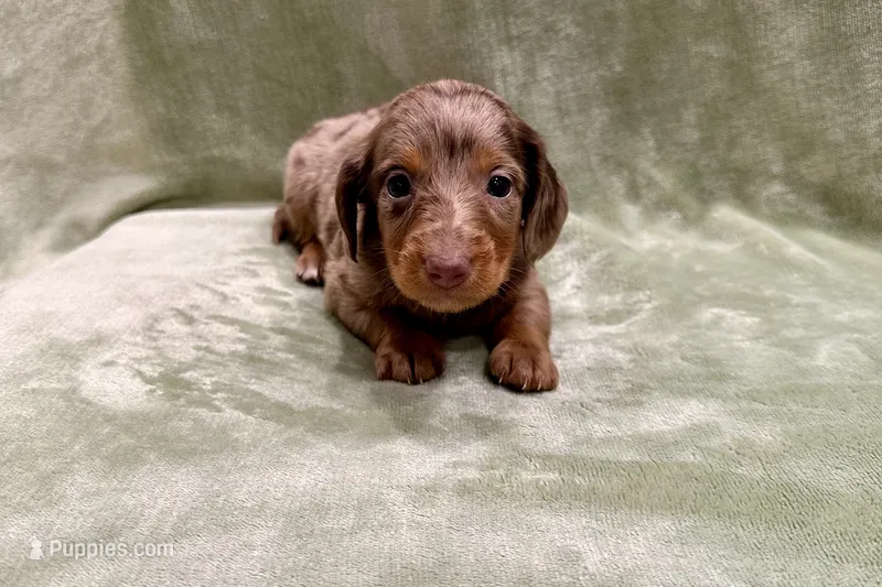 Cutie  – Miniature Dachshund puppy for sale in Wyandotte, OK