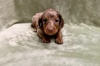 Cutie , a female Miniature Dachshund for sale in Wyandotte, OK – 1 of 3