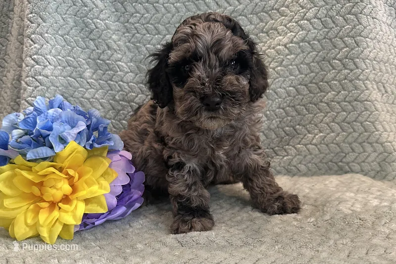 Asher – Cockapoo puppy for sale in Wyandotte, OK