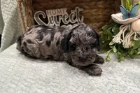 Asher, a male Cockapoo for sale in Wyandotte, OK – Photo 3 of 3