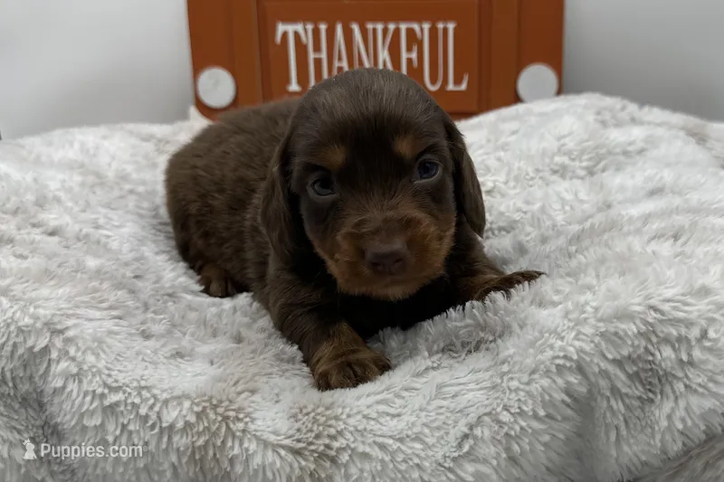Kay , a female Miniature Dachshund for sale in Wyandotte, OK – 1 of 3