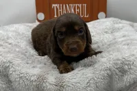Kay , a female Miniature Dachshund for sale in Wyandotte, OK – 1 of 3