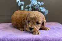 Benny, a male Cavapoo for sale in Wyandotte, OK – 2 of 3