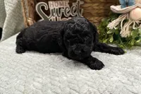 Eloise , a female Cockapoo for sale in Wyandotte, OK – Photo 3 of 3