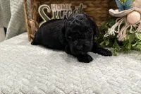 Eloise , a female Cockapoo for sale in Wyandotte, OK – Photo 2 of 3
