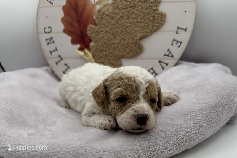 Sue, a female Bichpoo for sale in Wyandotte, OK – 1 of 3
