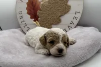 Sue, a female Bichpoo for sale in Wyandotte, OK – 1 of 3