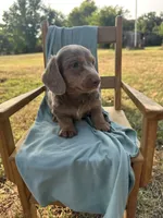 Tank , a male Miniature Dachshund for sale in Wyandotte, OK – 2 of 3