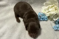 Coco , a male Miniature Dachshund for sale in Wyandotte, OK – 2 of 3