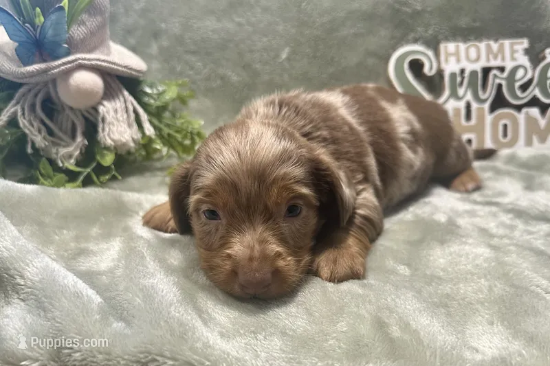 Luna – Miniature Dachshund puppy for sale in Wyandotte, OK