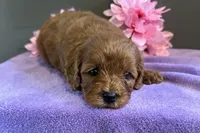 Sadie, a female Cavapoo for sale in Wyandotte, OK – 2 of 3