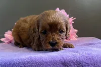 Sadie, a female Cavapoo for sale in Wyandotte, OK – 3 of 3