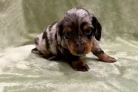 Prince , a male Miniature Dachshund for sale in Wyandotte, OK – 2 of 3