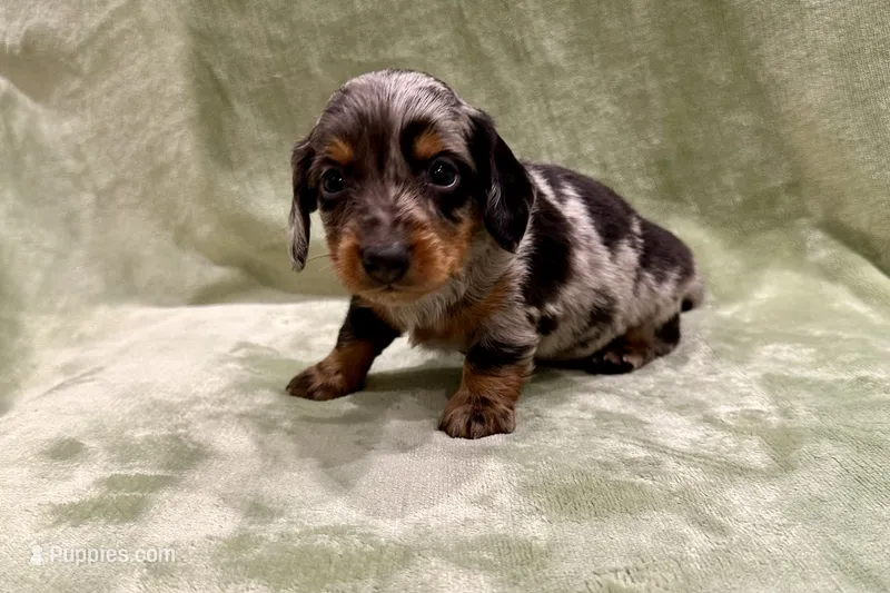 Prince  – Miniature Dachshund puppy for sale in Wyandotte, OK