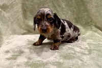 Prince , a male Miniature Dachshund for sale in Wyandotte, OK – 1 of 3