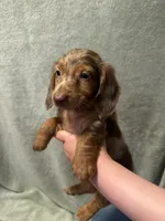 Sammi, a female Miniature Dachshund for sale in Wyandotte, OK – 3 of 4